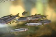 朽木の渓谷を流れる安曇川に住む魚たち