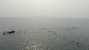 琵琶湖の伝統漁法　蓬莱のエリ