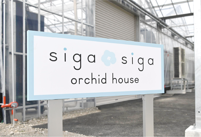 胡蝶蘭の栽培と販売　sigasiga orchid house（シガシガオーキッドハウス）開業